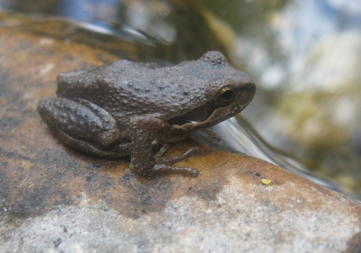 Pacific Tree Frog